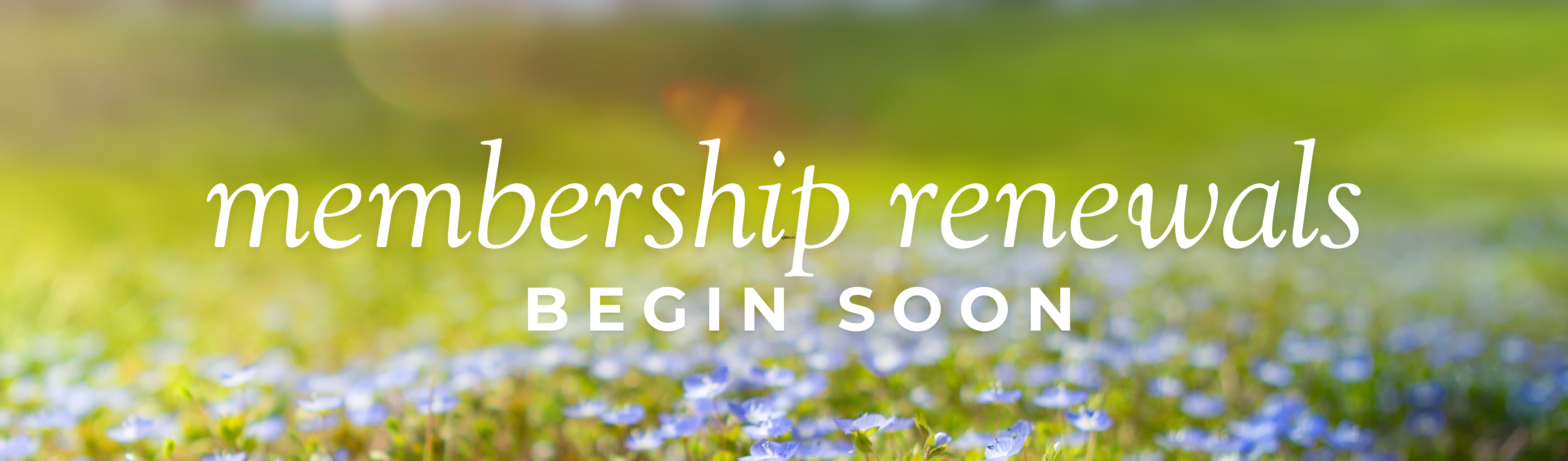 membership renewals sart soon